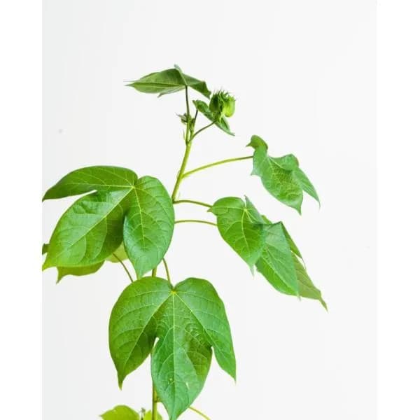 قطن