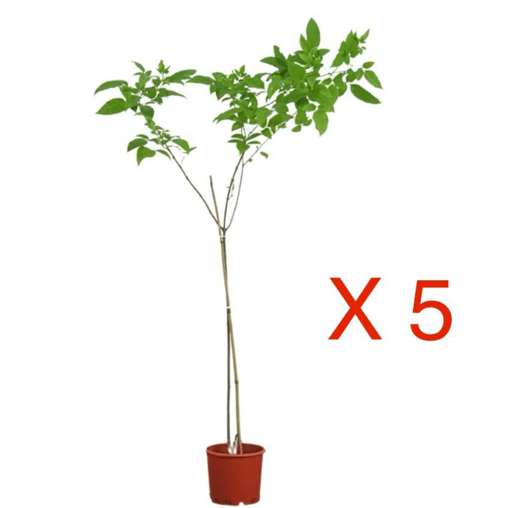 تكوما 5 شتلات