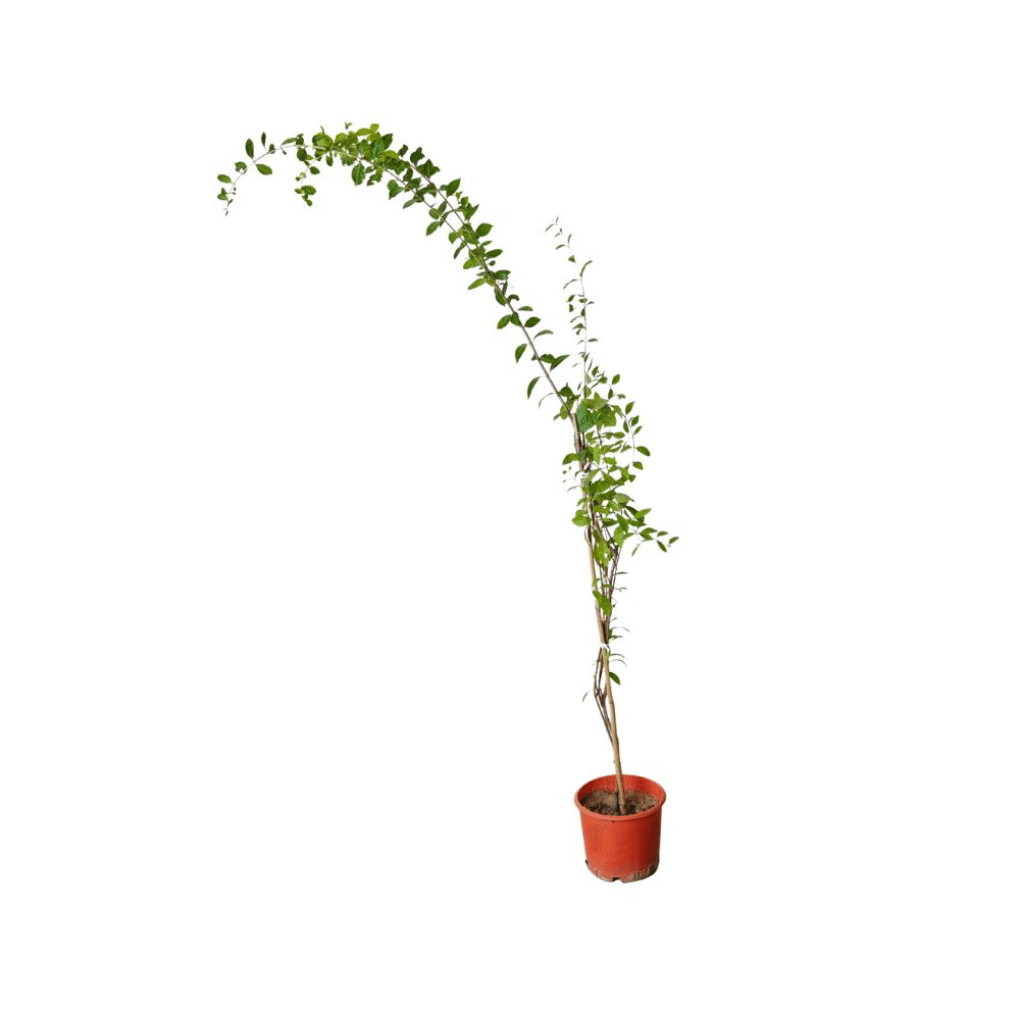 حناء