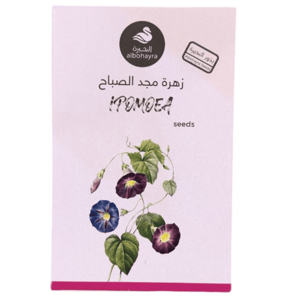 بذور زهرة مجد الصباح