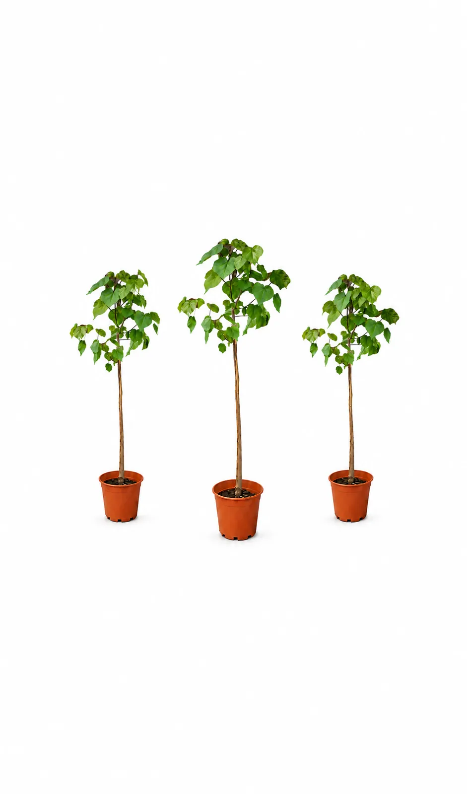 خطمي ساحلي 3 شتلات
